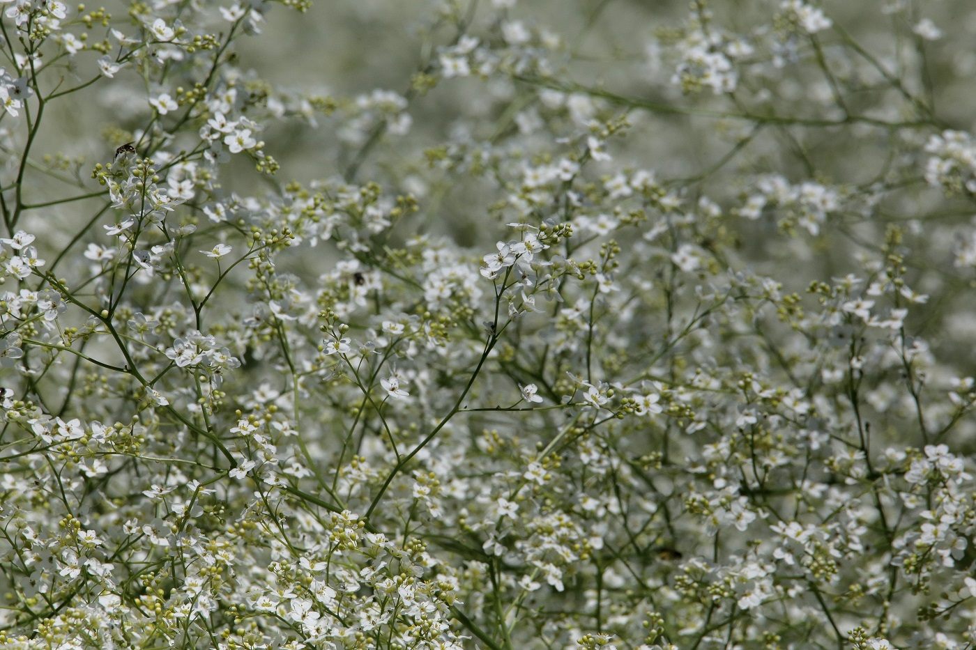 Изображение особи Crambe orientalis.