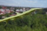Leontodon caucasicus