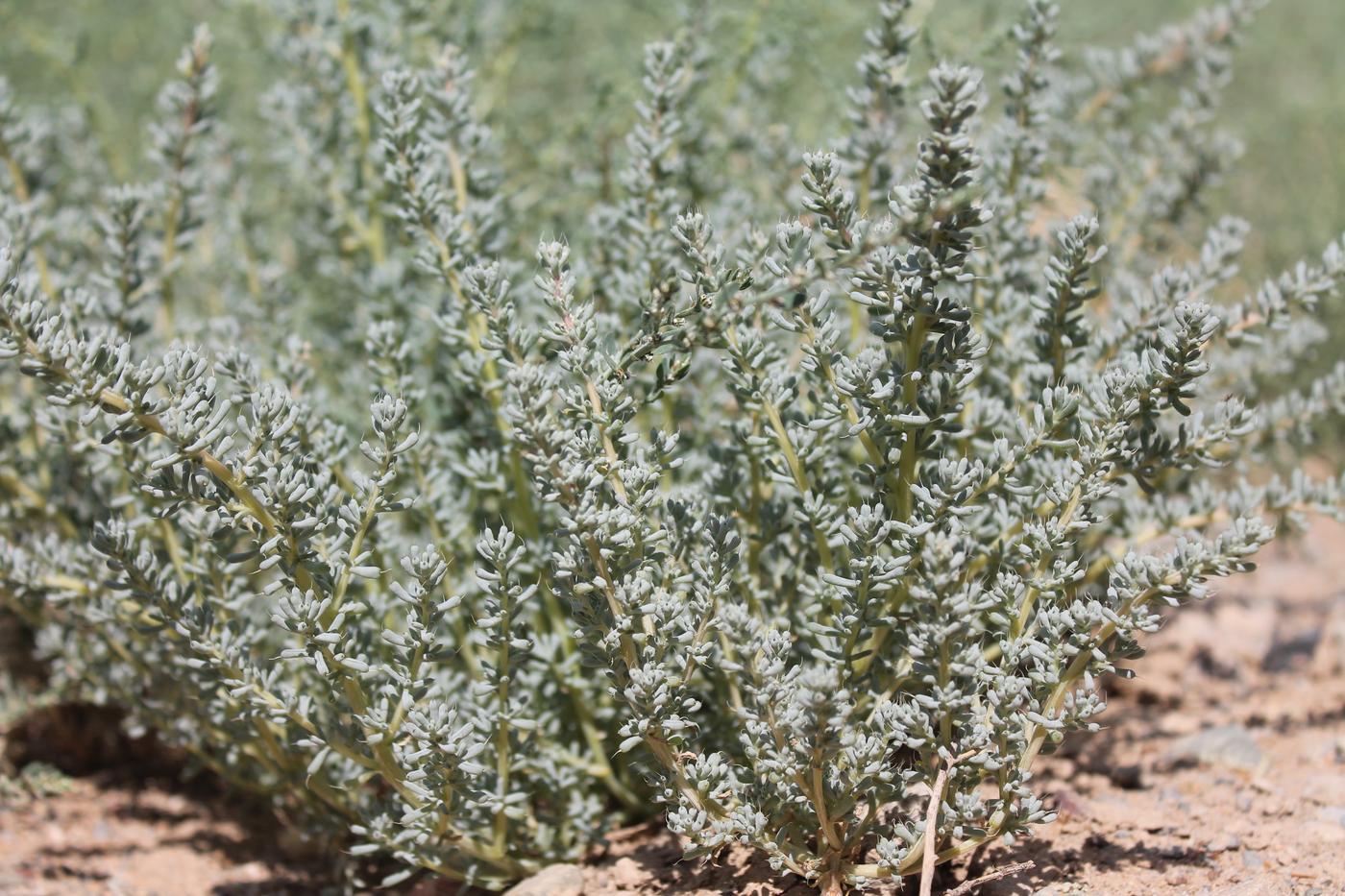 Image of Halogeton glomeratus specimen.