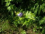 Aconitum maximum