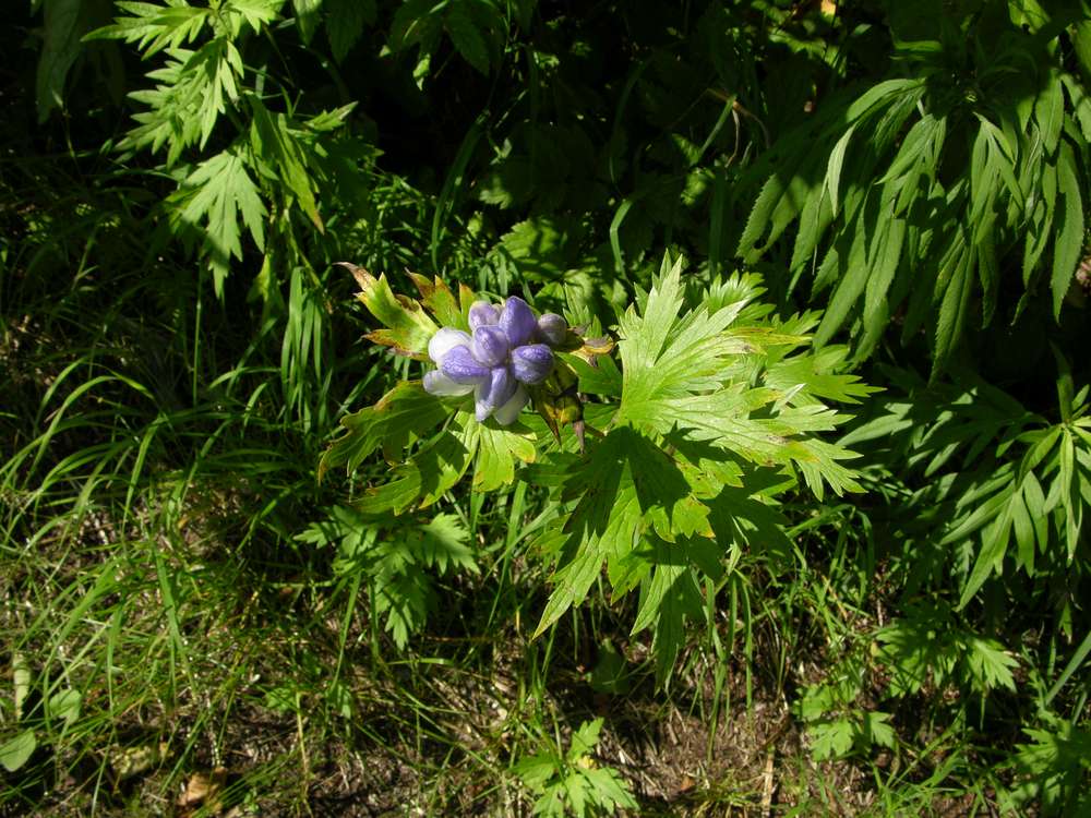 Изображение особи Aconitum maximum.