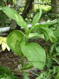 Epipactis helleborine. Верхушка развивающегося генеративного побега. Ленинградская обл., Волосовский р-н, окр. СНТ \"Строитель\" у Кюрлевского карьера, смешанный лес. 20.06.2021.