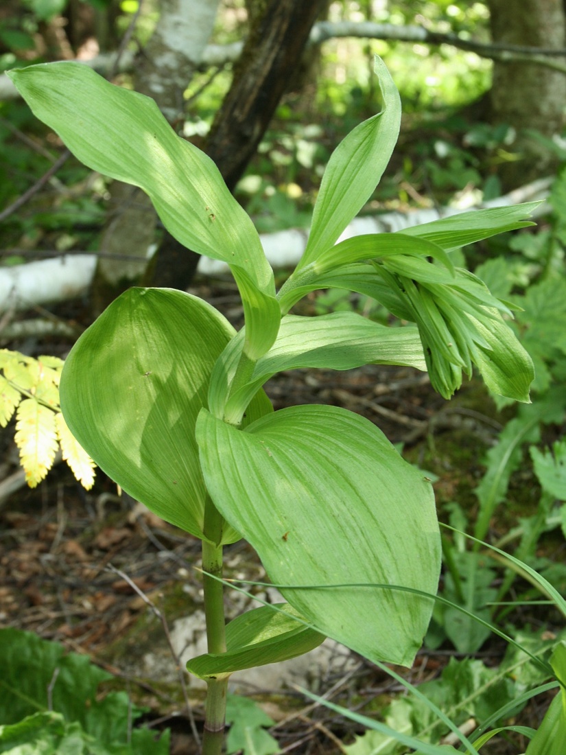 Изображение особи Epipactis helleborine.