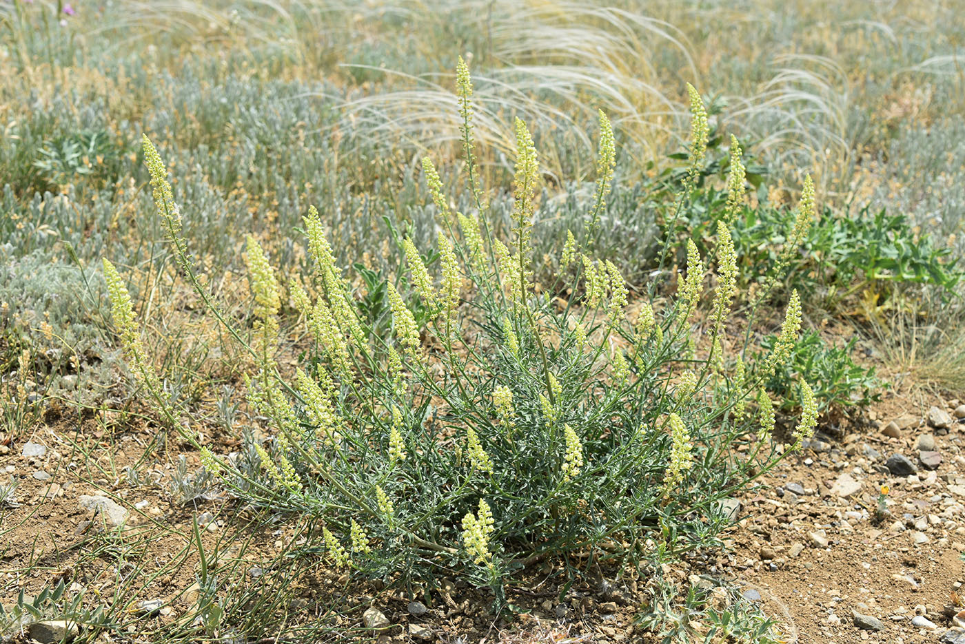 Изображение особи Reseda lutea.