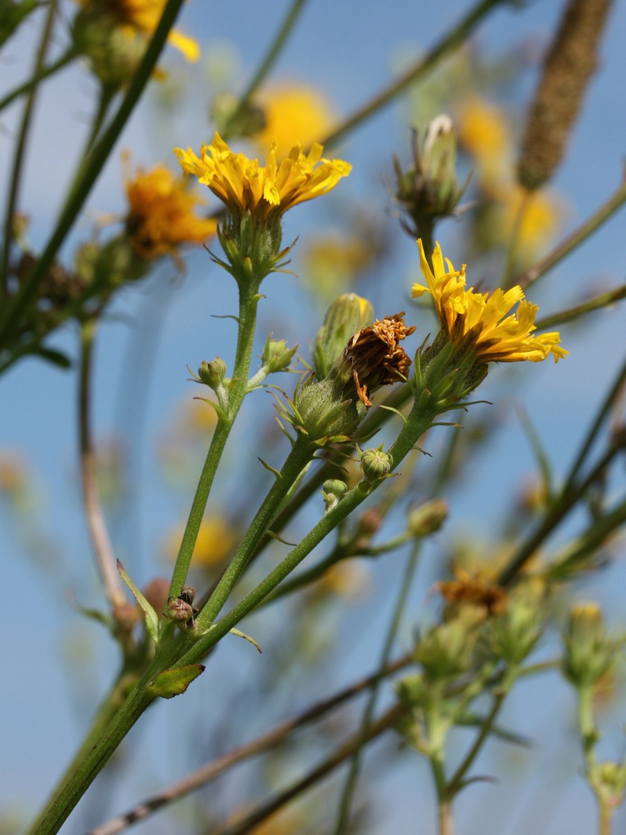 Image of Picris hieracioides specimen.