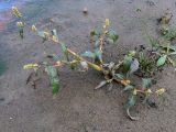 Persicaria lapathifolia