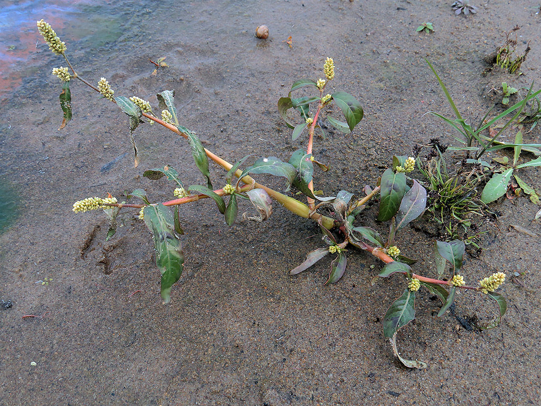 Изображение особи Persicaria lapathifolia.