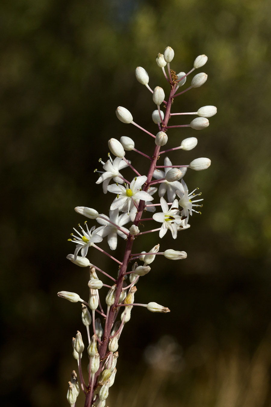 Image of Drimia numidica specimen.
