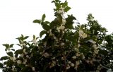 Osmanthus × fortunei