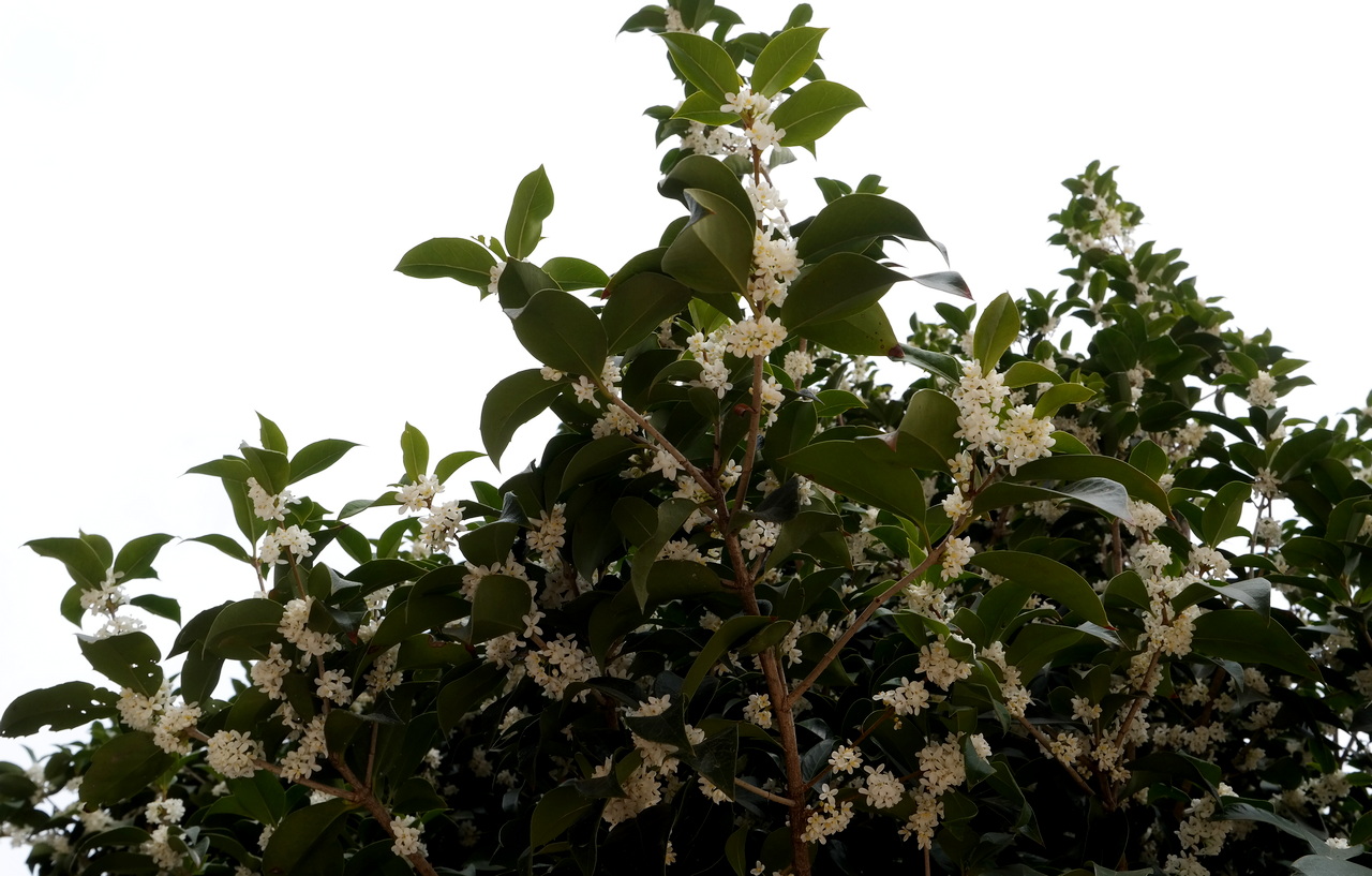 Image of Osmanthus × fortunei specimen.