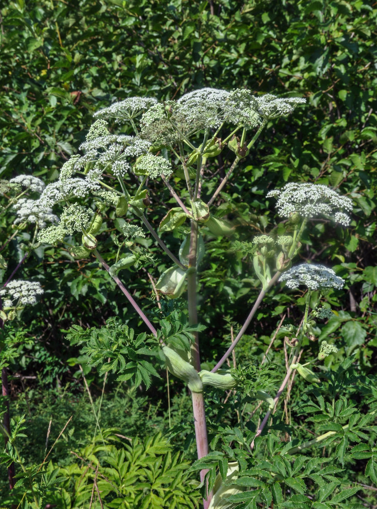 Image of Angelica dahurica specimen.