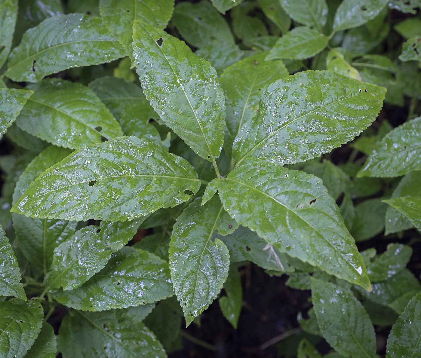 Изображение особи Mercurialis perennis.