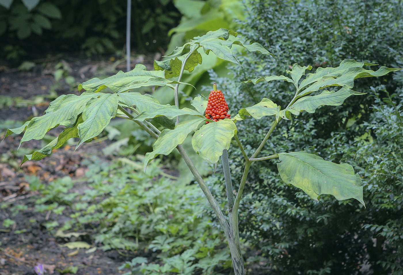 Изображение особи Arisaema peninsulae.