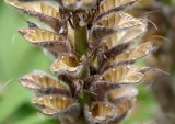 Lupinus polyphyllus