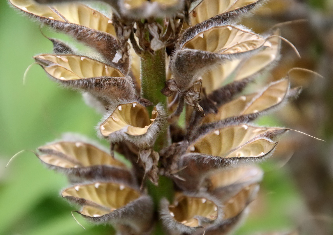 Изображение особи Lupinus polyphyllus.