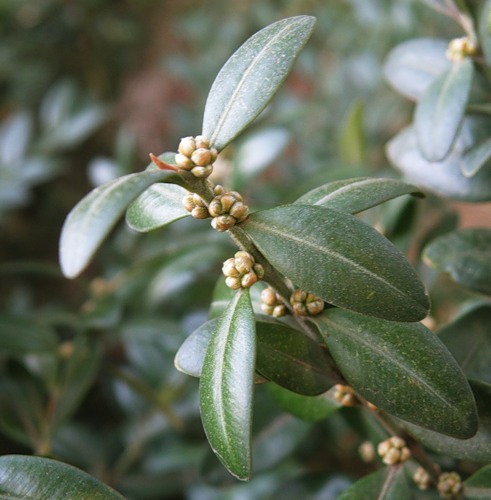 Image of Buxus sempervirens specimen.