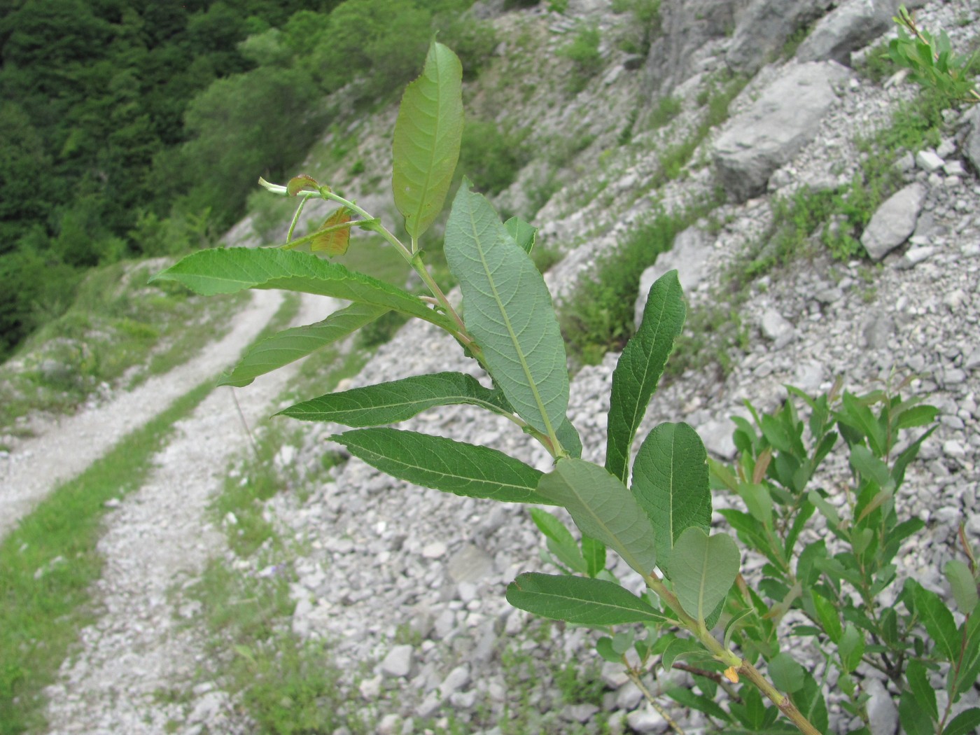 Image of Salix cinerea specimen.