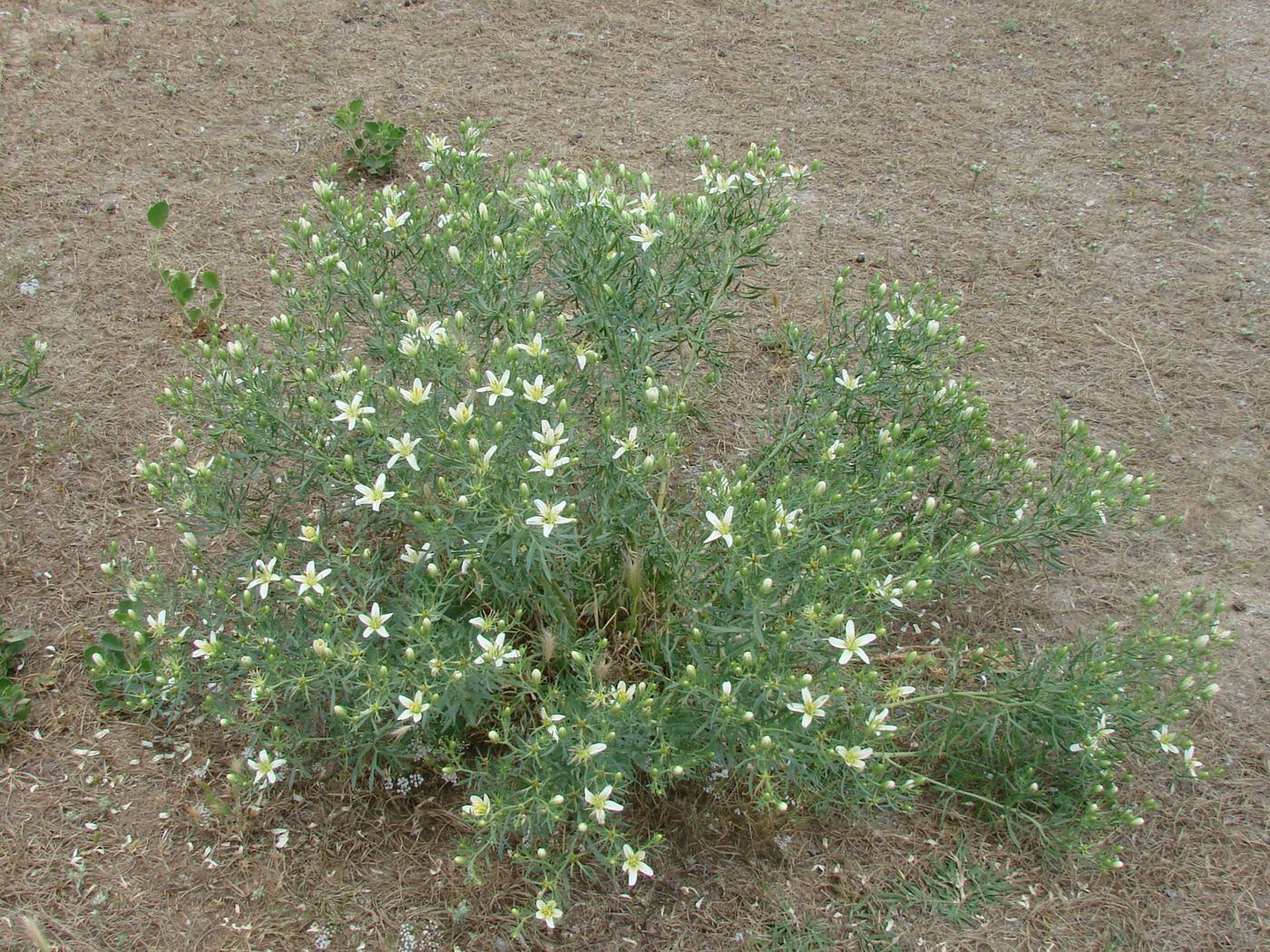 Image of Peganum harmala specimen.