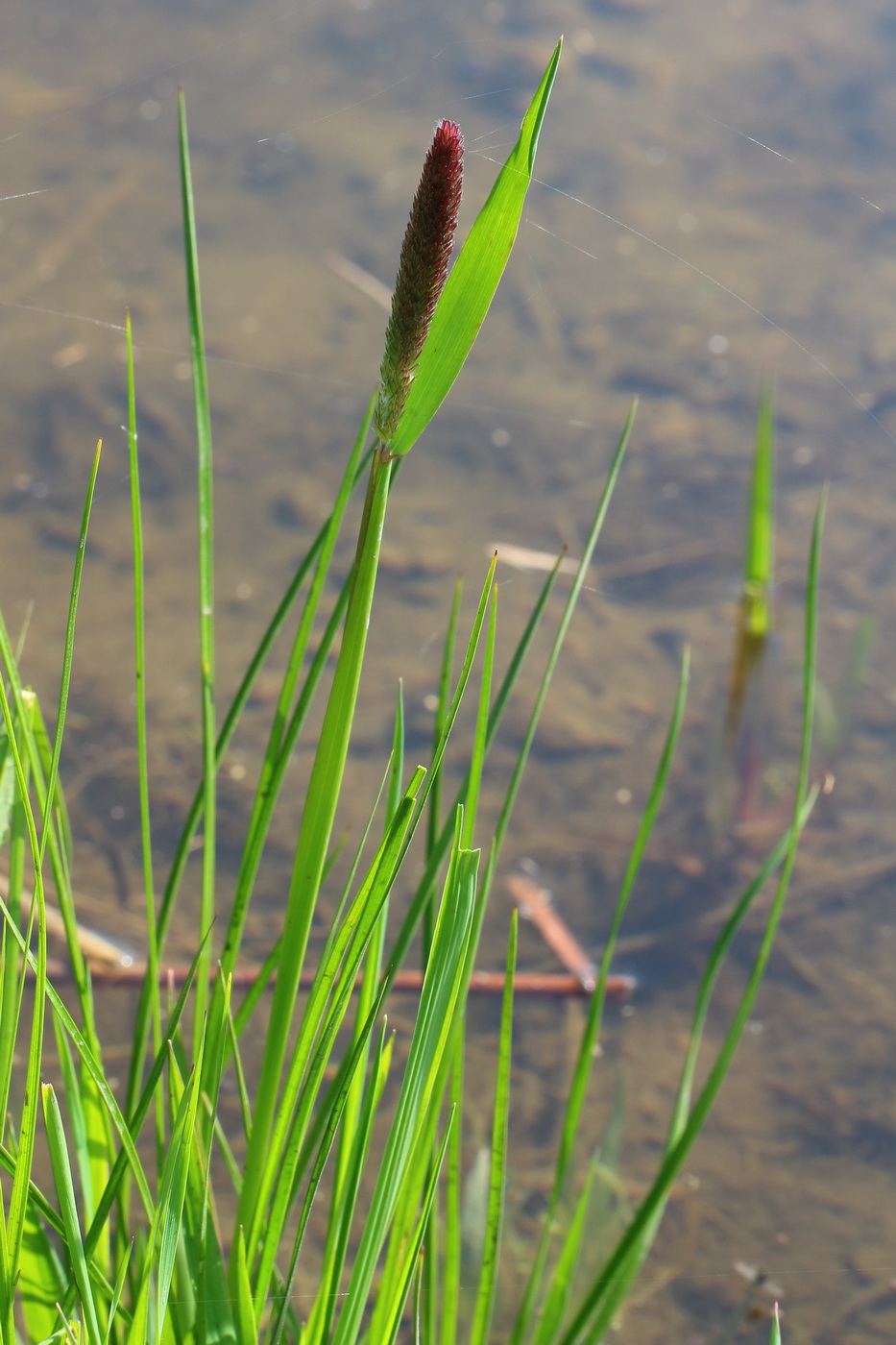 Изображение особи семейство Poaceae.