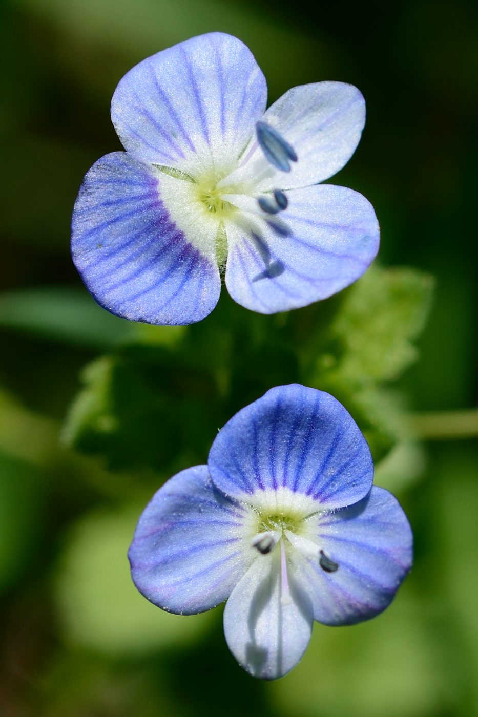 Image of genus Veronica specimen.