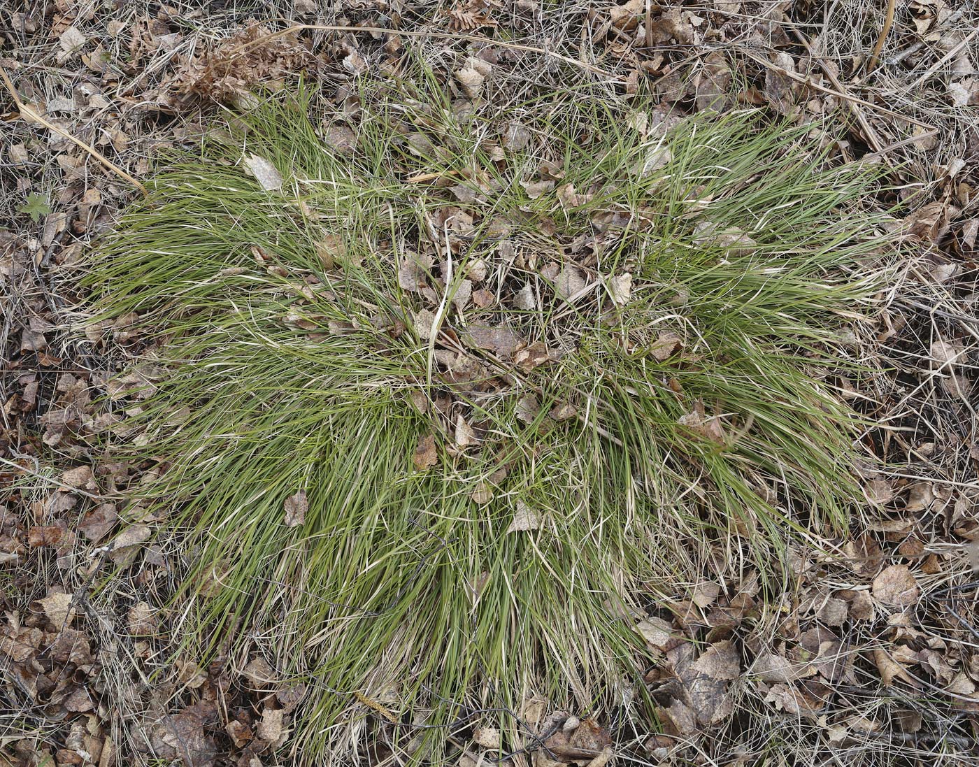 Image of Carex digitata specimen.