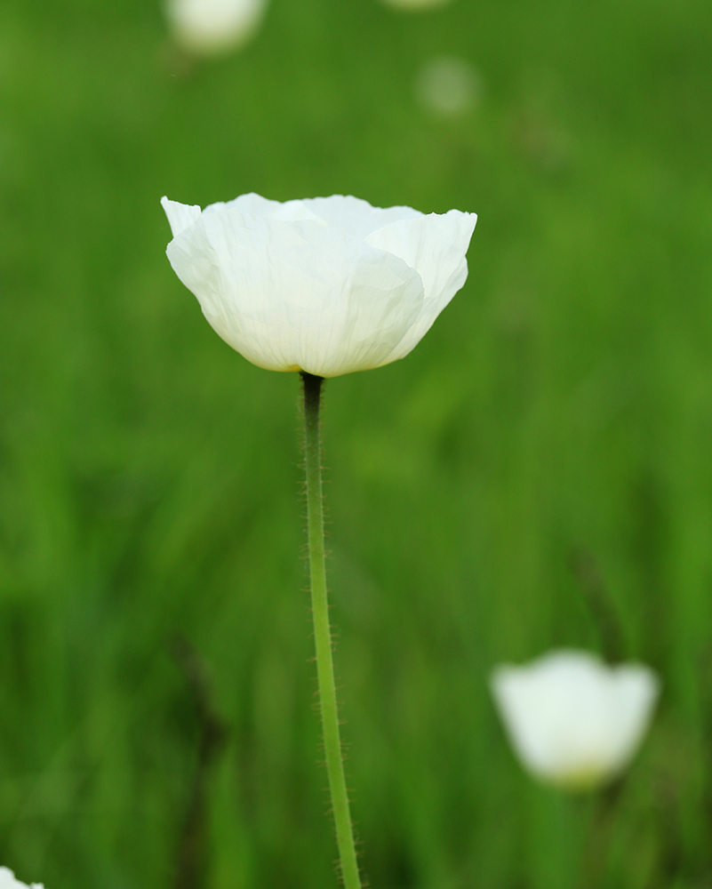 Изображение особи Papaver amurense.