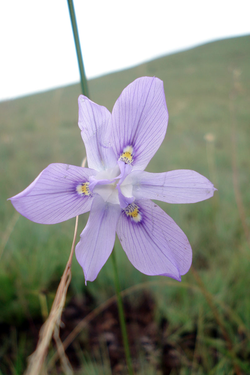 Image of genus Moraea specimen.
