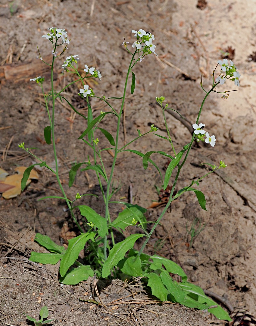 Image of Arabidopsis arenosa specimen.