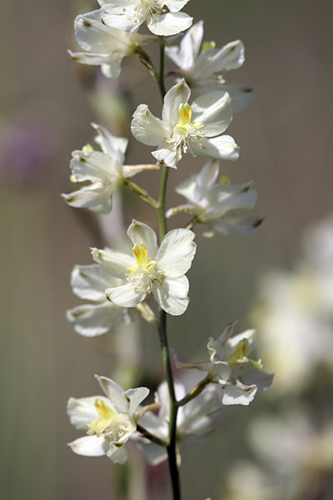 Image of Delphinium semibarbatum specimen.