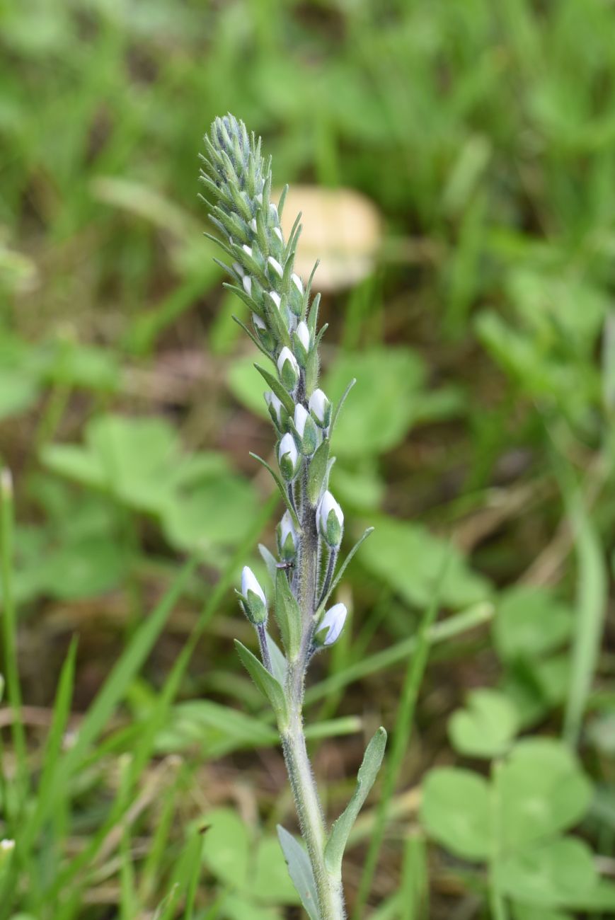 Image of Veronica gentianoides specimen.