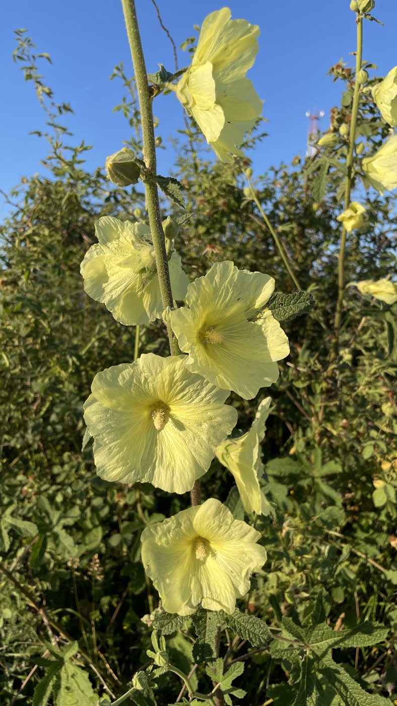 Image of Alcea rugosa specimen.