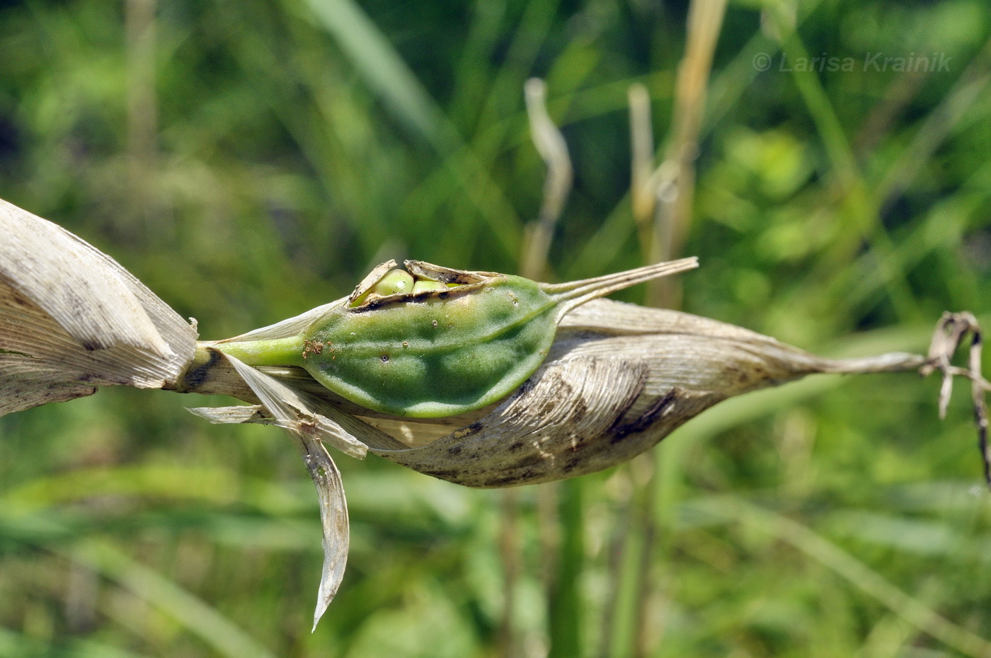 Image of Iris ventricosa specimen.