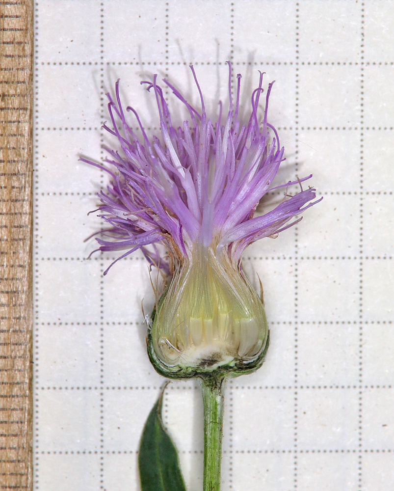 Image of Klasea marginata specimen.