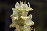 Sideritis taurica