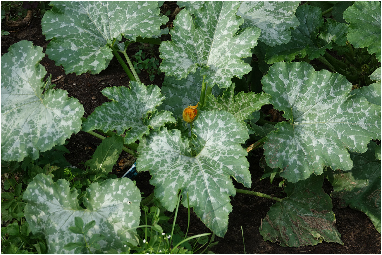 Image of Cucurbita pepo specimen.