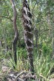 Pandanus spiralis. Ствол. Австралия, штат Северные Территории, национальный парк \"Litchfield\". 10.12.2010.