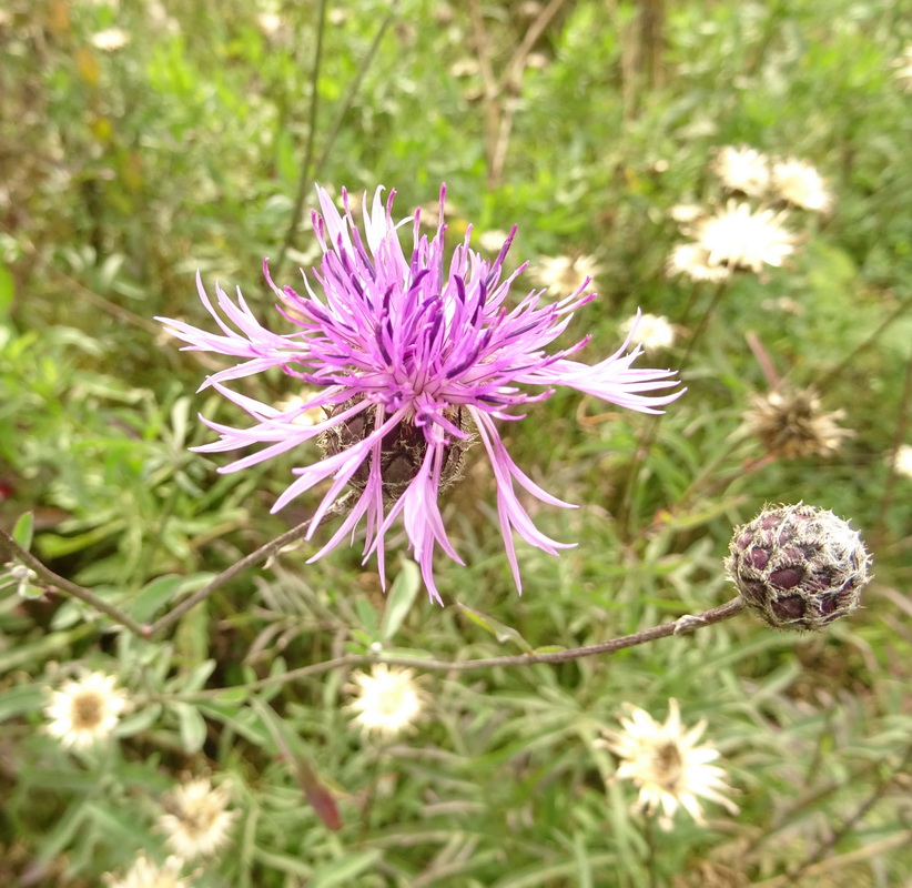 Image of Centaurea scabiosa specimen.