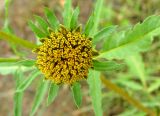 Bidens radiata