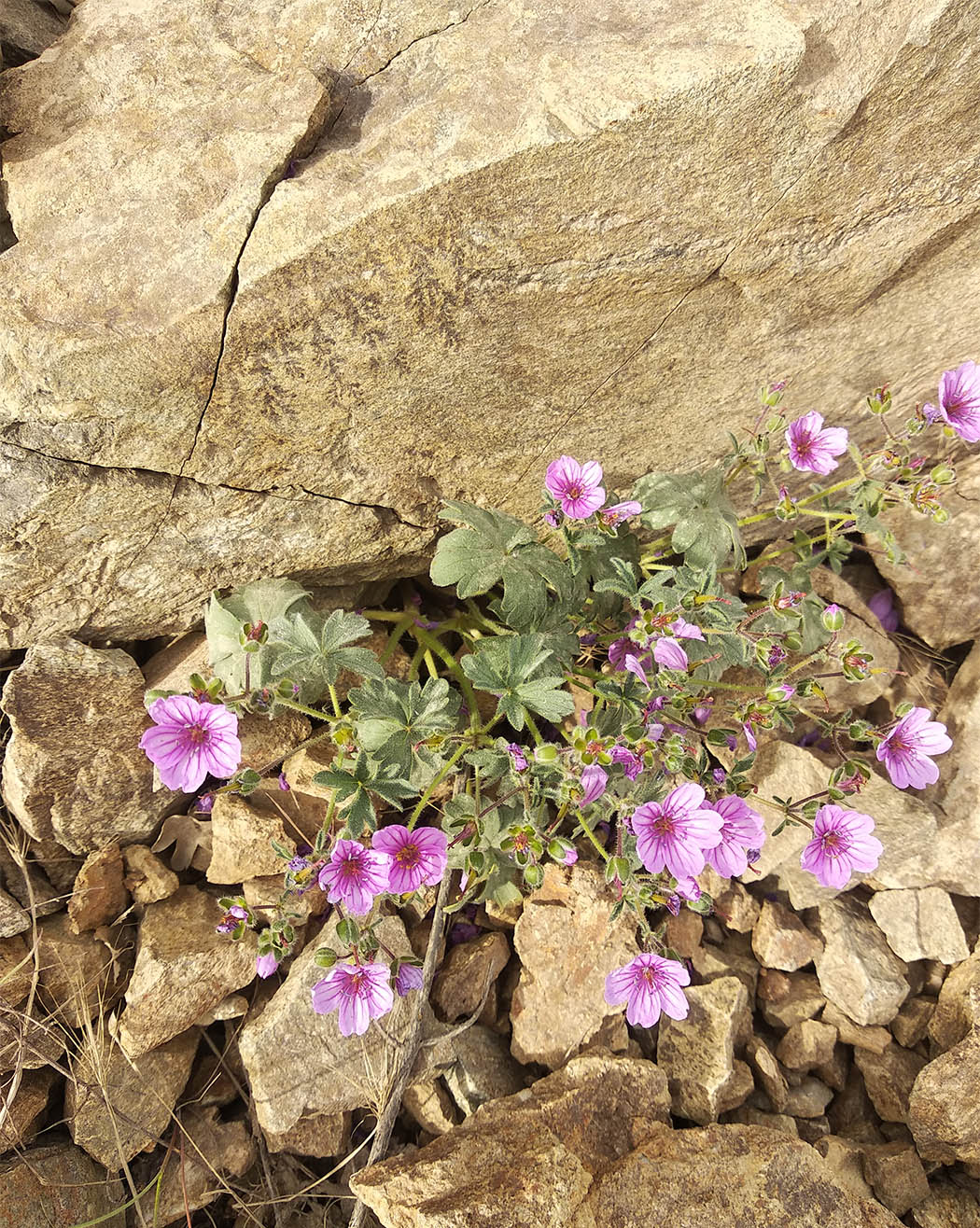 Изображение особи Geranium charlesii.
