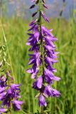 Campanula rapunculoides