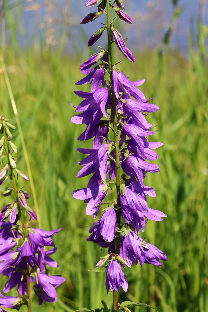 Image of Campanula rapunculoides specimen.