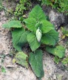 Salvia sclarea