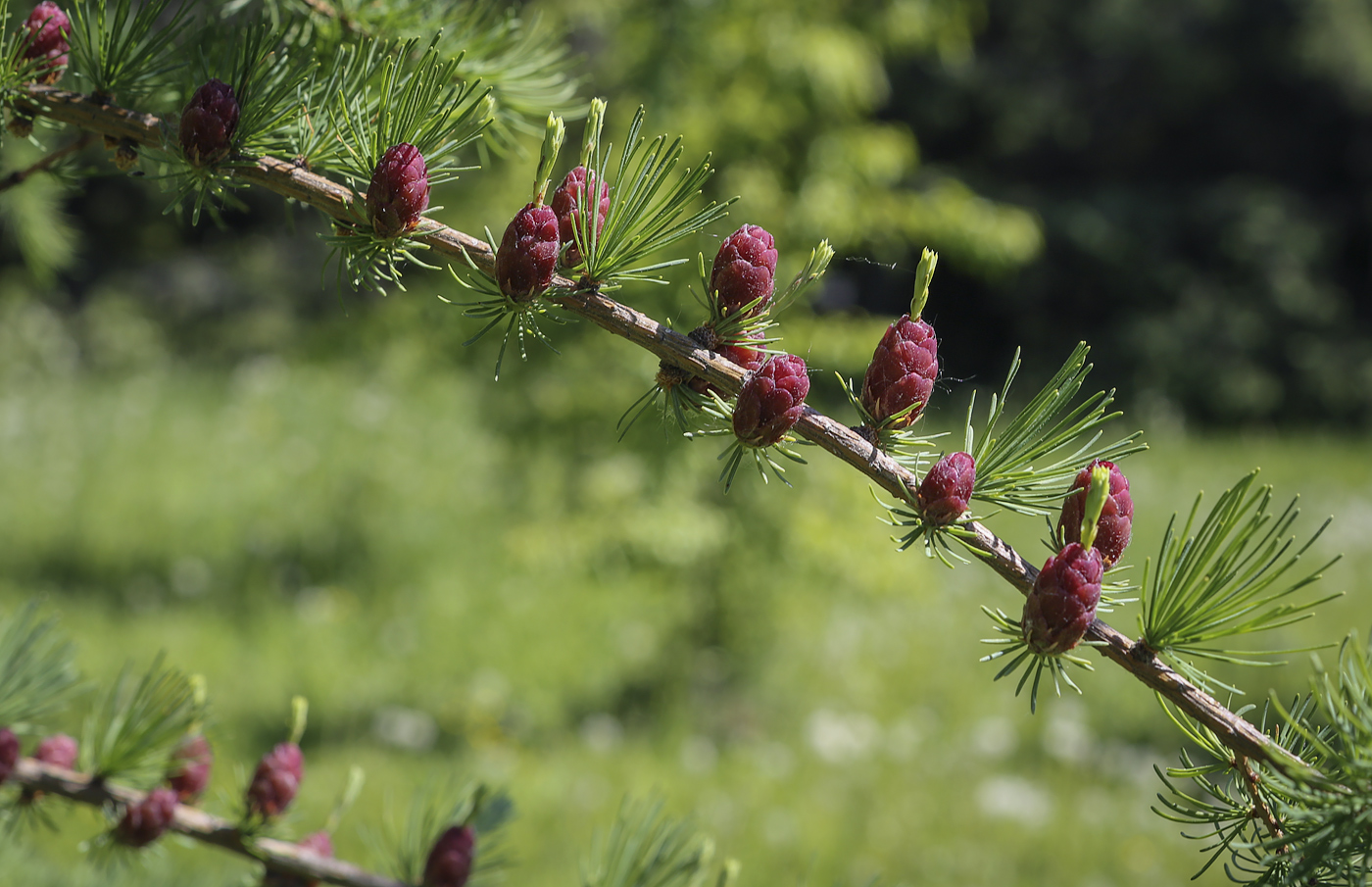 Image of genus Larix specimen.