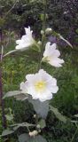 Alcea nudiflora. Часть побега с цветками. Казахстан, Заилийский Алатау, предгорья, Иссык. 12.07.2010.