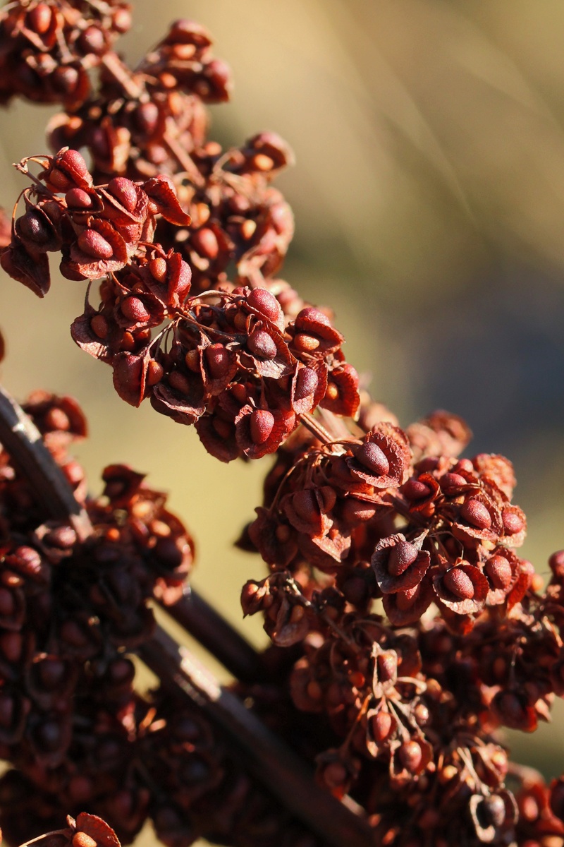 Изображение особи Rumex crispus.