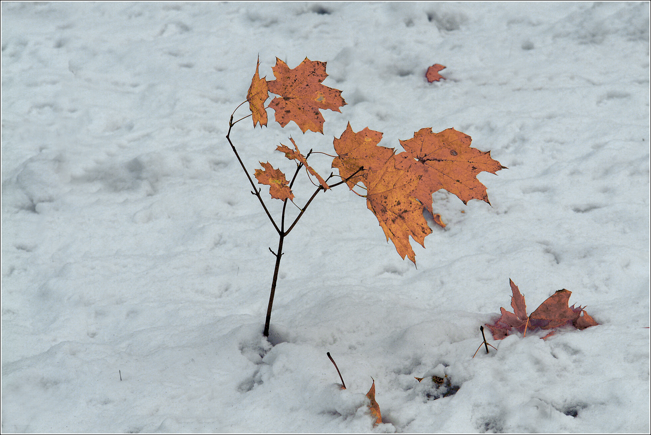 Image of Acer platanoides specimen.