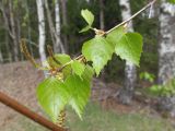 Betula pendula. Часть побега с листьями, мужскими и женскими соцветиями. Беларусь, Гродненская обл., Новогрудский р-н, окр. дер. Орковичи, просека в сосняке зелёномошном, частично заросшее песчаное обнажение. 11.05.2022.