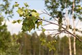 Betula subarctica. Повреждённая ветвь с отрастающими молодыми побегами. Карелия, восточный берег оз. Топозеро, песчаный пляж. 28.07.2021.