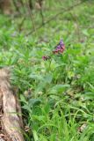 Pulmonaria officinalis