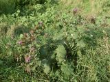 Arctium tomentosum